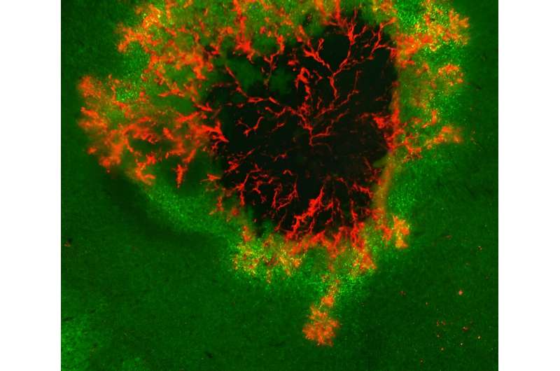 Potatos with the right antennas: Origin of novel broad resistance to late blight found in wild potato relatives